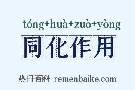 同化作用是什么意思的图片